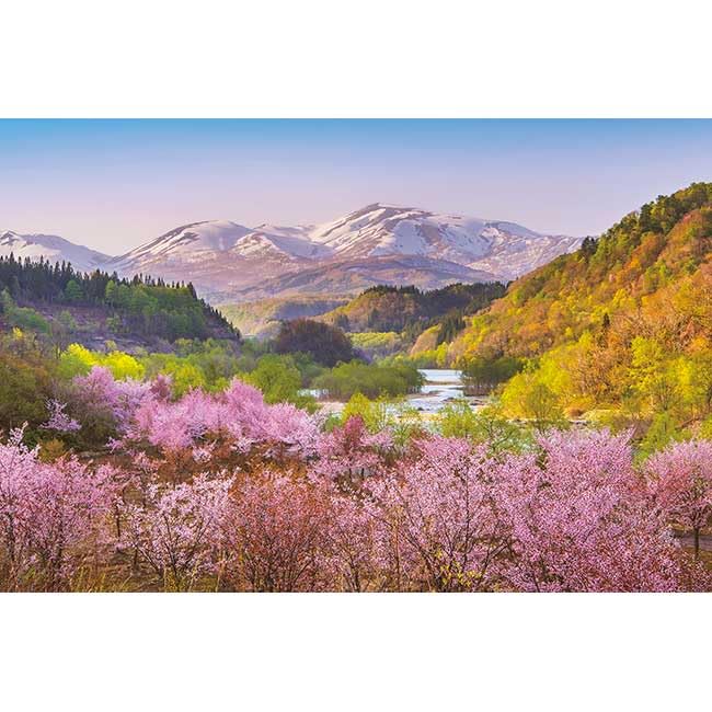 1000片 Appleone 拼图 Haru Akane Gassan & Oyama Sakura 50x75cm