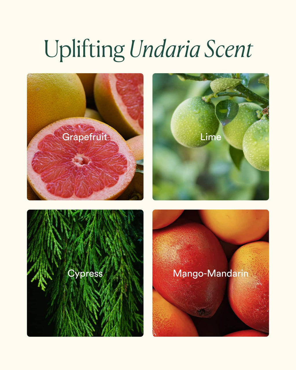 Undaria Body Bestsellers