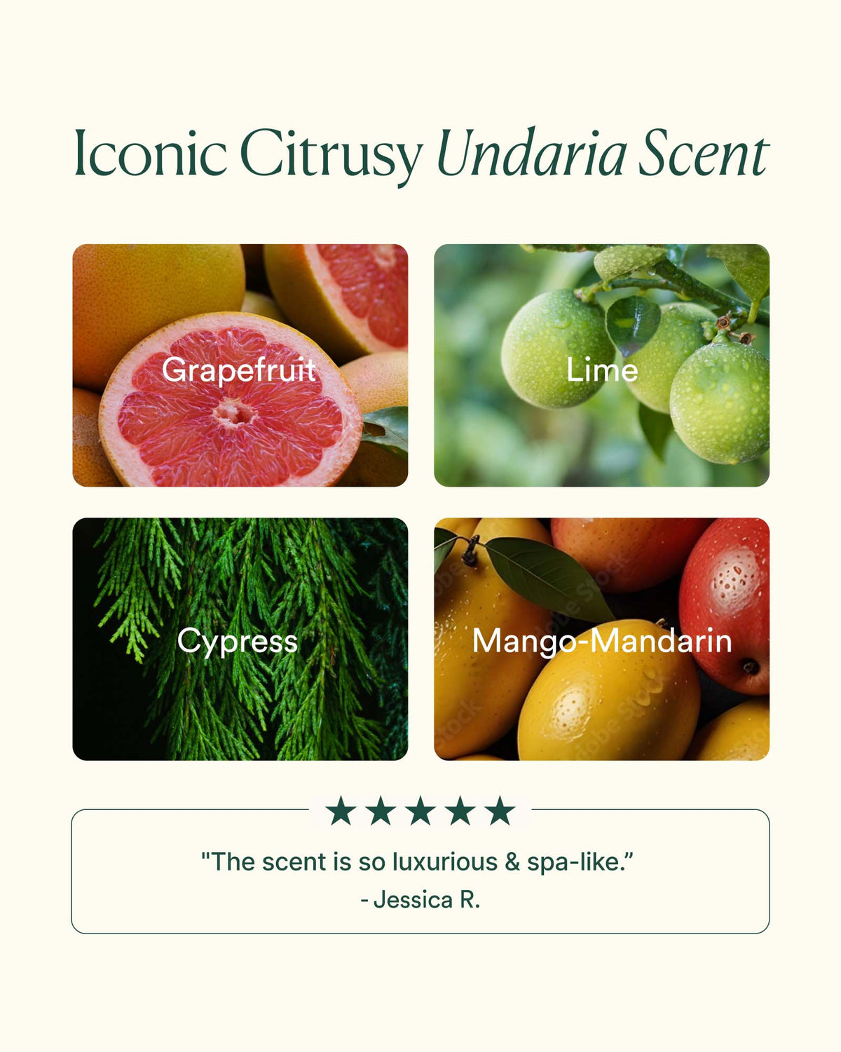 Undaria Algae™ Body Butter